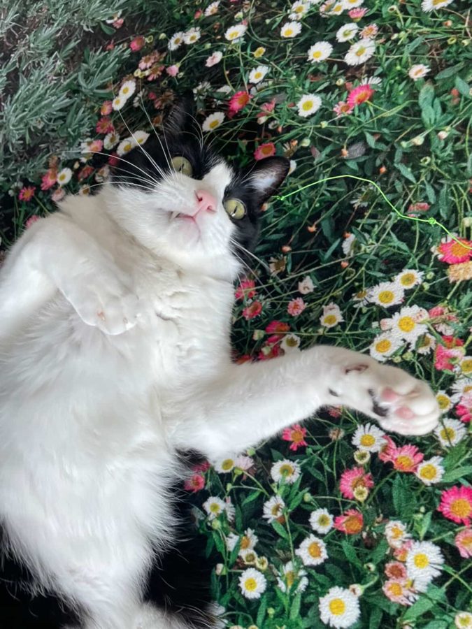 꽃밭에 누운 나이브의 고양이 탄산이